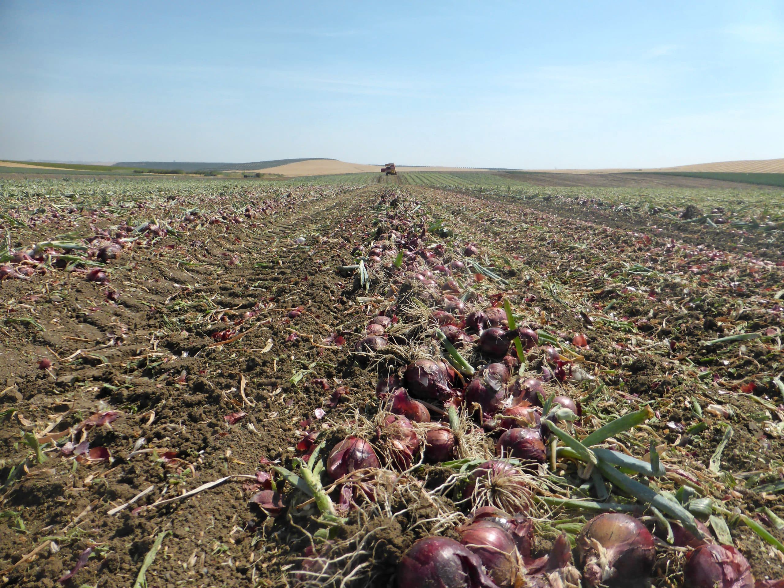 Net gerooide rode uien in Zuid-Spanje. De opbrengsten van uien vallen door de droogte tegen. - Foto: Jaap Jonker