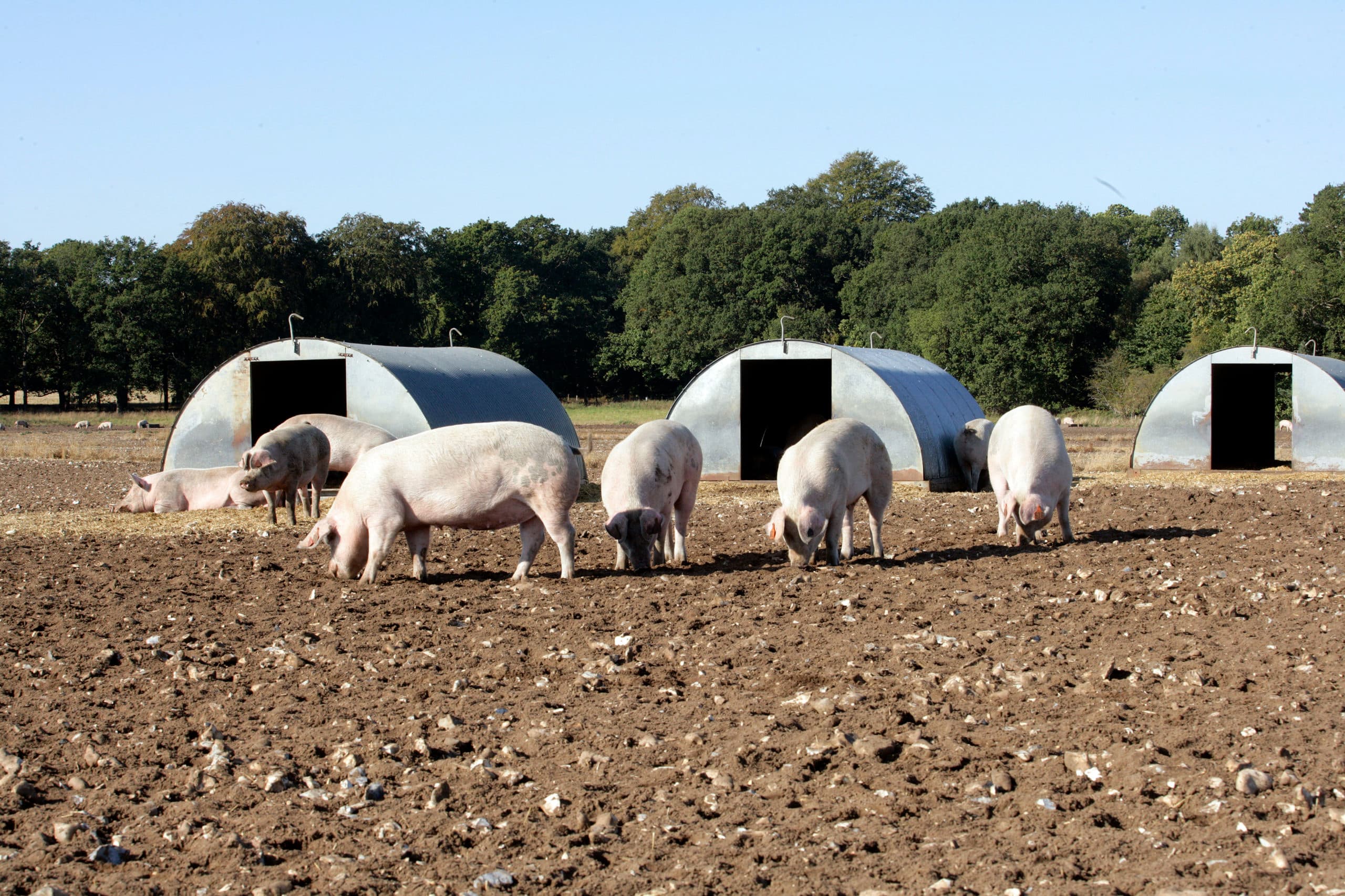Britse varkens; het gaat goed met de Britse varkenshouderij. - Foto: Henk Riswick