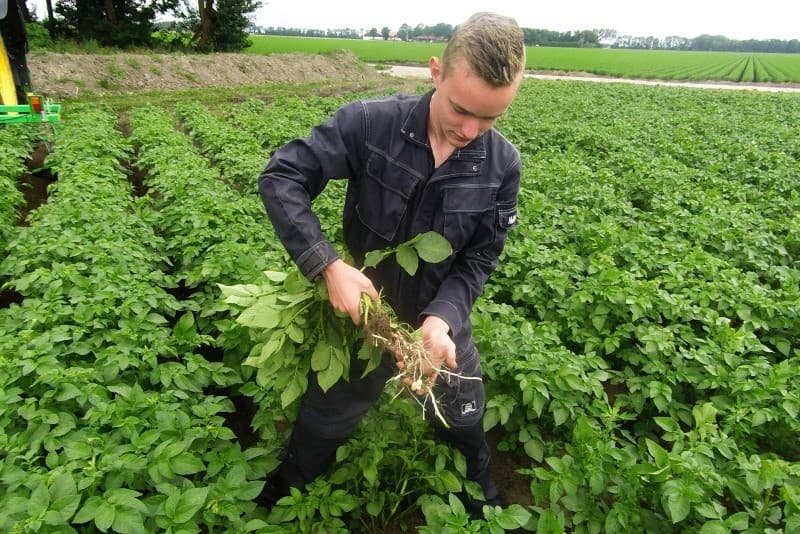Een weggereden rij in het spuitspoor heeft zich al weer behoorlijk hersteld. Dit perceel suikerbieten groeit op  gediepploegde grond.