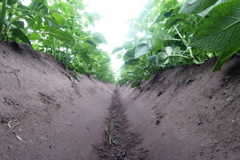 Roel Hellinga in Marknesse is tevreden met zijn witlof die mooi in de rij staat. Er is 3 keer beregend om de plantjes boven te krijgen en dat lijkt goed gelukt. Er zit wel aardappelopslag in dat gemakkelijk met een Roundup-rol bestreden kan worden.