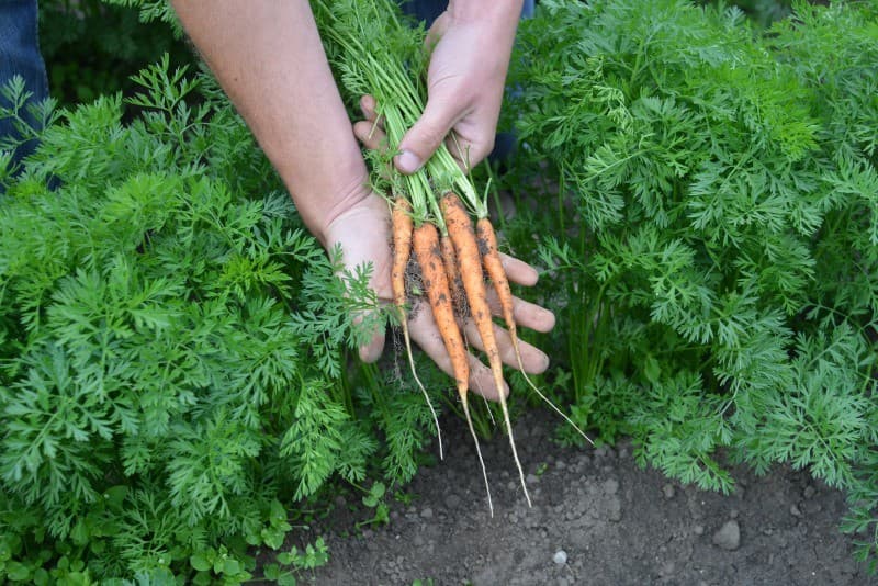 De 9,5 hectare vroege peen van Hellinga groeit goed, daarvoor heeft de teler het perceel al twee keer moeten beregenen.  Eind juli denkt Hellinga de eerste peen te oogsten.