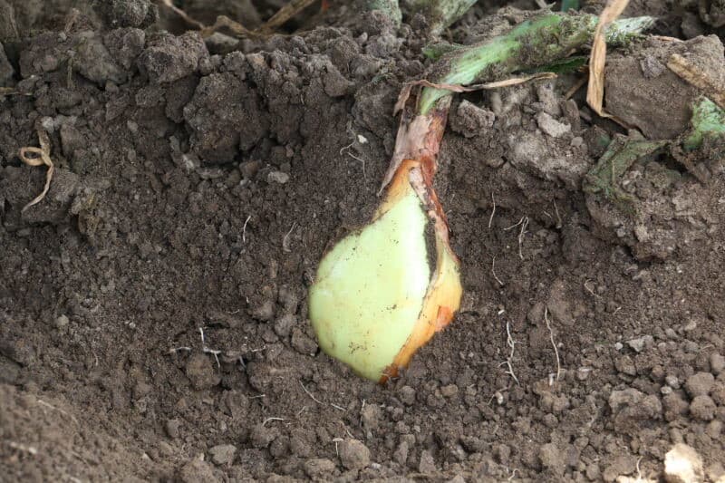 De uien komen nu goed uit de grond en op het zwad ligt een acceptabel geklapt en schoon product.