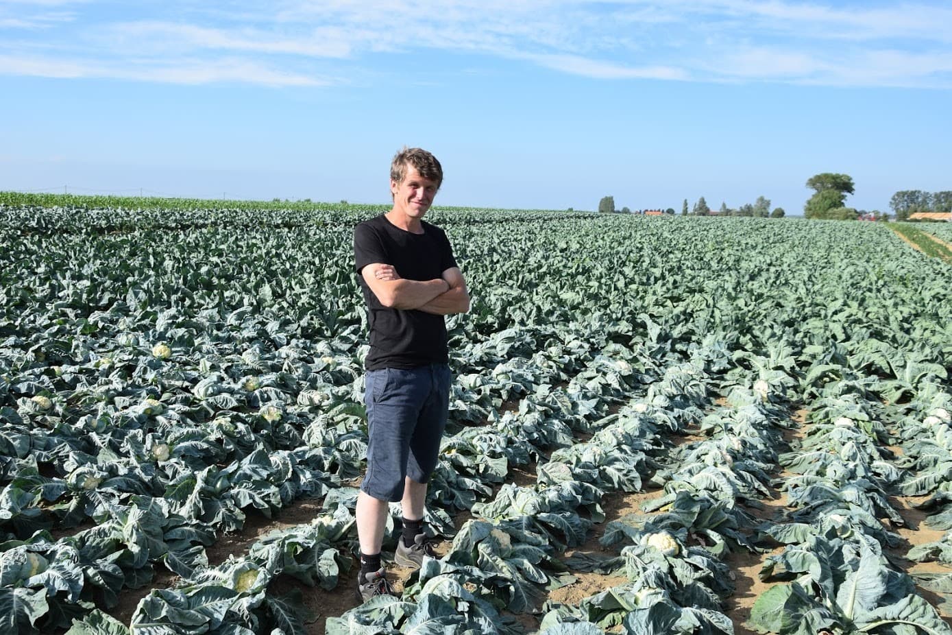 Frank Doornbos uit Borgercompagnie is met zijn medewerkers de kleden van de aspergebedden aan het oprollen. Dit weekend sluit het aspergeseizoen.  Asperges wortelen heel diep en hebben geen last van de droogte gehad. Naast het gedeelte waar de kleden opgerold worden staat die nieuwe aanplant er al weer mooi bij. - Foto: Koos van der Spek