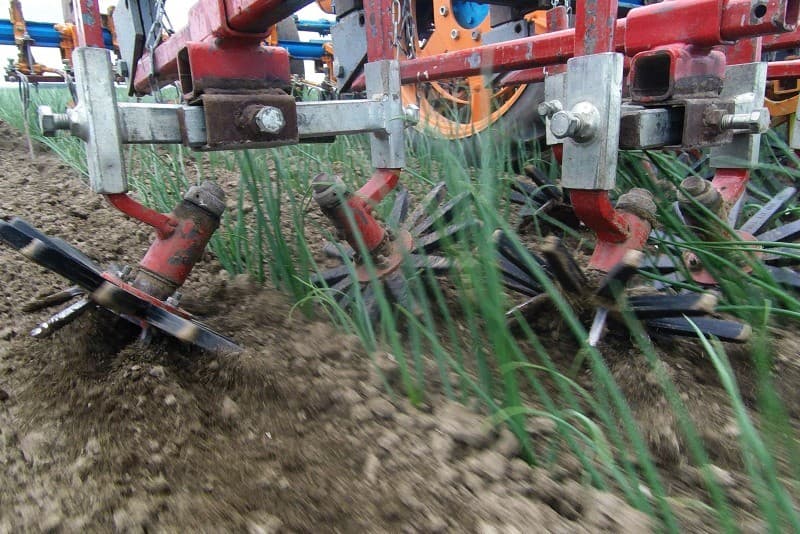 Hellinga laat hier een, volgens hem, mooi perceel Henrik-wintertarwe zien. De planten staan er goed bij. De aren mochten wel wat groter zijn.