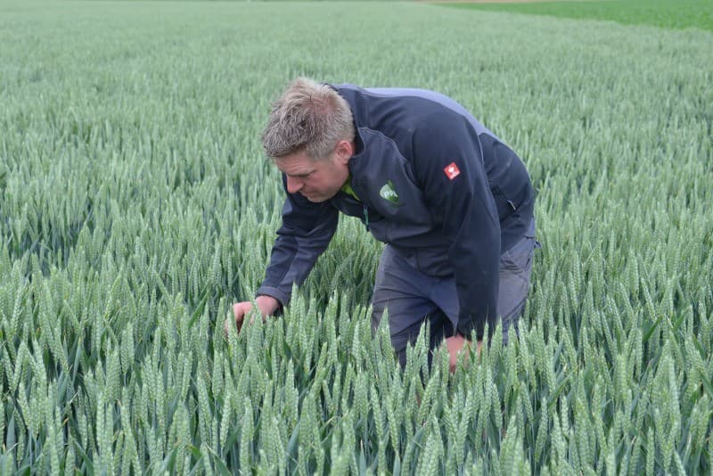 Bij biologisch akkerbouwbedrijf van Woerden uit Biddinghuizen doet Teun Huysmans vakantiewerk. Hij is hier de consumptieaardappelen aan het aanaarden om onkruid aan te pakken en om de ruggen weer wat op te bouwen. Foto's: Sytze Bakker