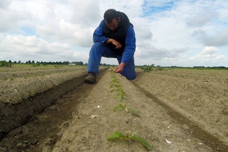 Verderop is Bokdam zelf biologisch pootgoed aan het selecteren. Hij krijgt daarbij hulp van zijn vader en een oud-keurmeester, die beiden nog geen afscheid van pootgoed kunnen nemen. Bokdam teelt 4 rassen biologisch pootgoed: Dita, Allians, Carolus en Alouette.