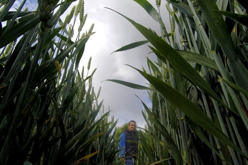 Bedrijfsleider Mike Bezemer toont een hand vol goed ontwikkelde Laguna-wortelen. Deze 10 hectare peen is begin maart gezaaid. Ondertussen is het gewas al twee keer beregend met ongeveer 20 millimeter per keer.