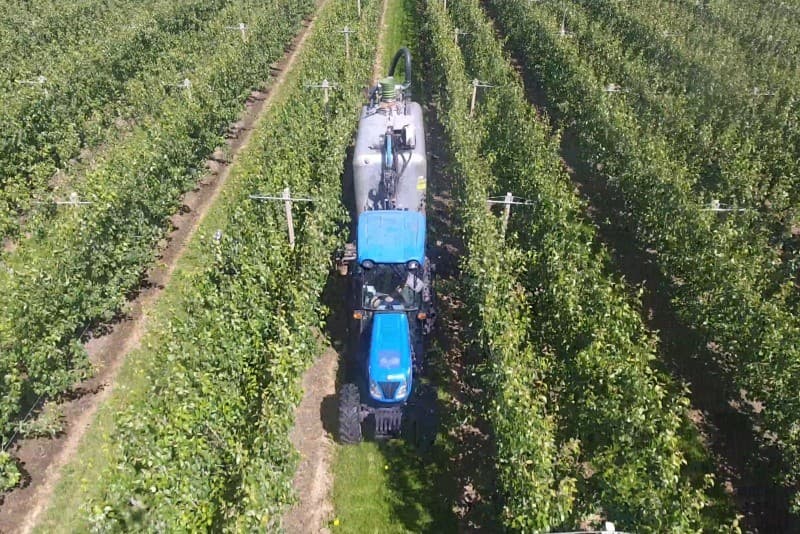 Het betreft hier het late ras Allians. Het perceel van 7 hectare staat er nu al mooi bij. Wel zit er wat tweewassigheid in. Misschien te wijten aan het droge voorjaar.