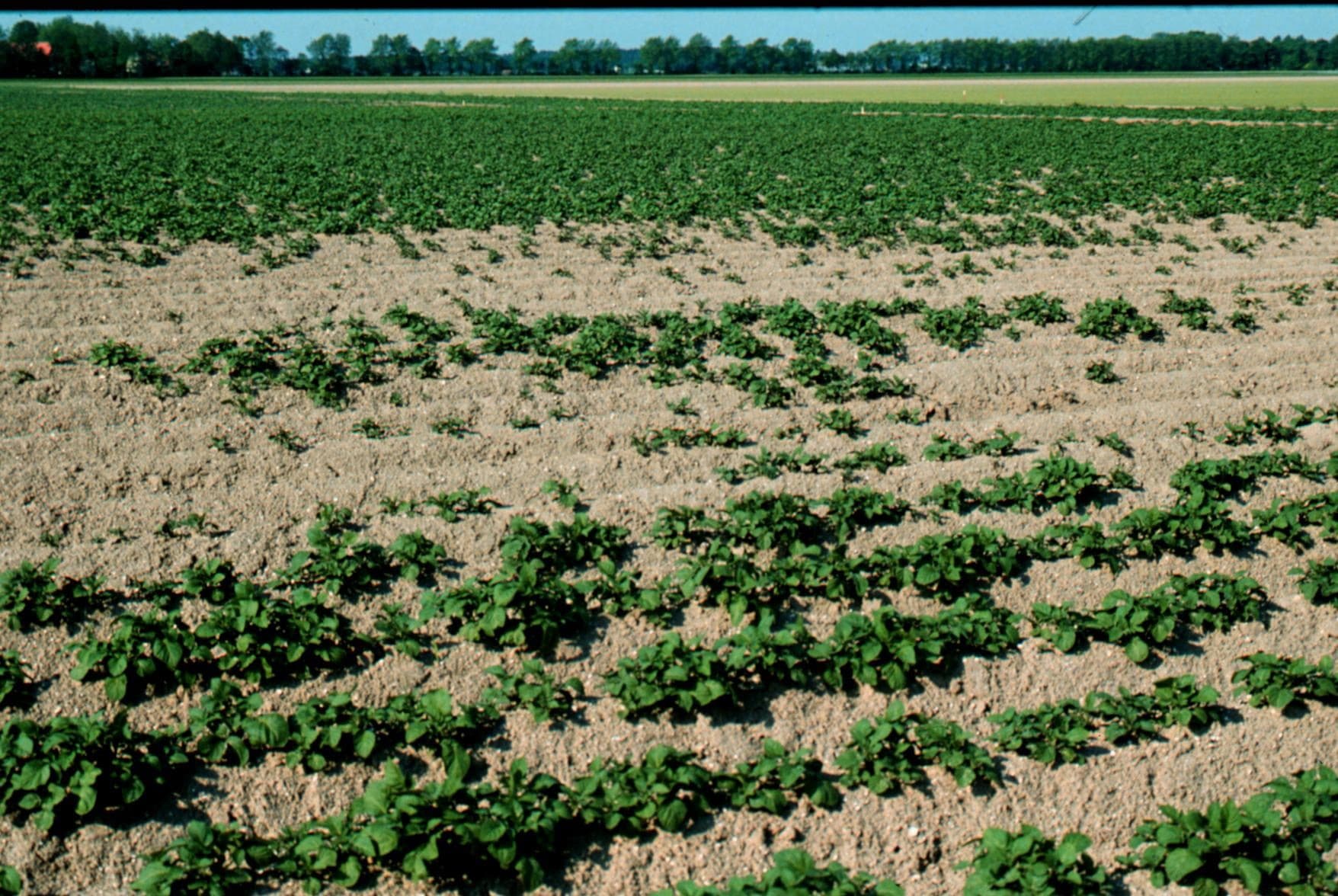 Valplekken in een aardappelveld, een symptoom van aardappelmoeheid (AM). - Foto: Boerderij