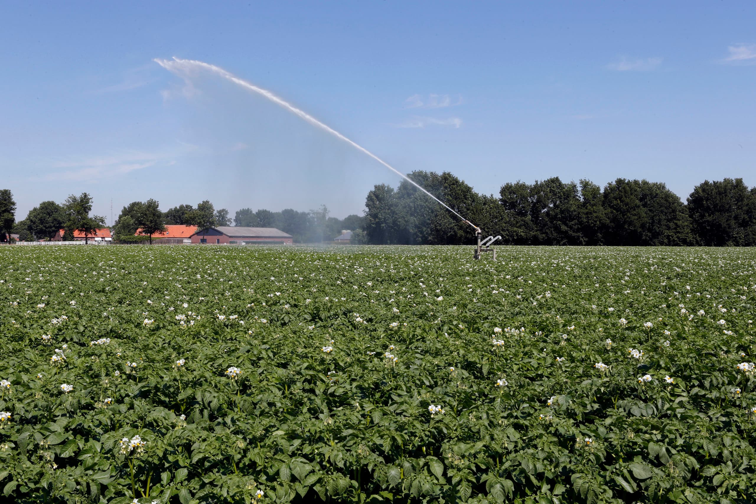 Optimale watervoorziening is van belang voor de groei van het gewas. Mineralen uit de bodem worden beter benut.
