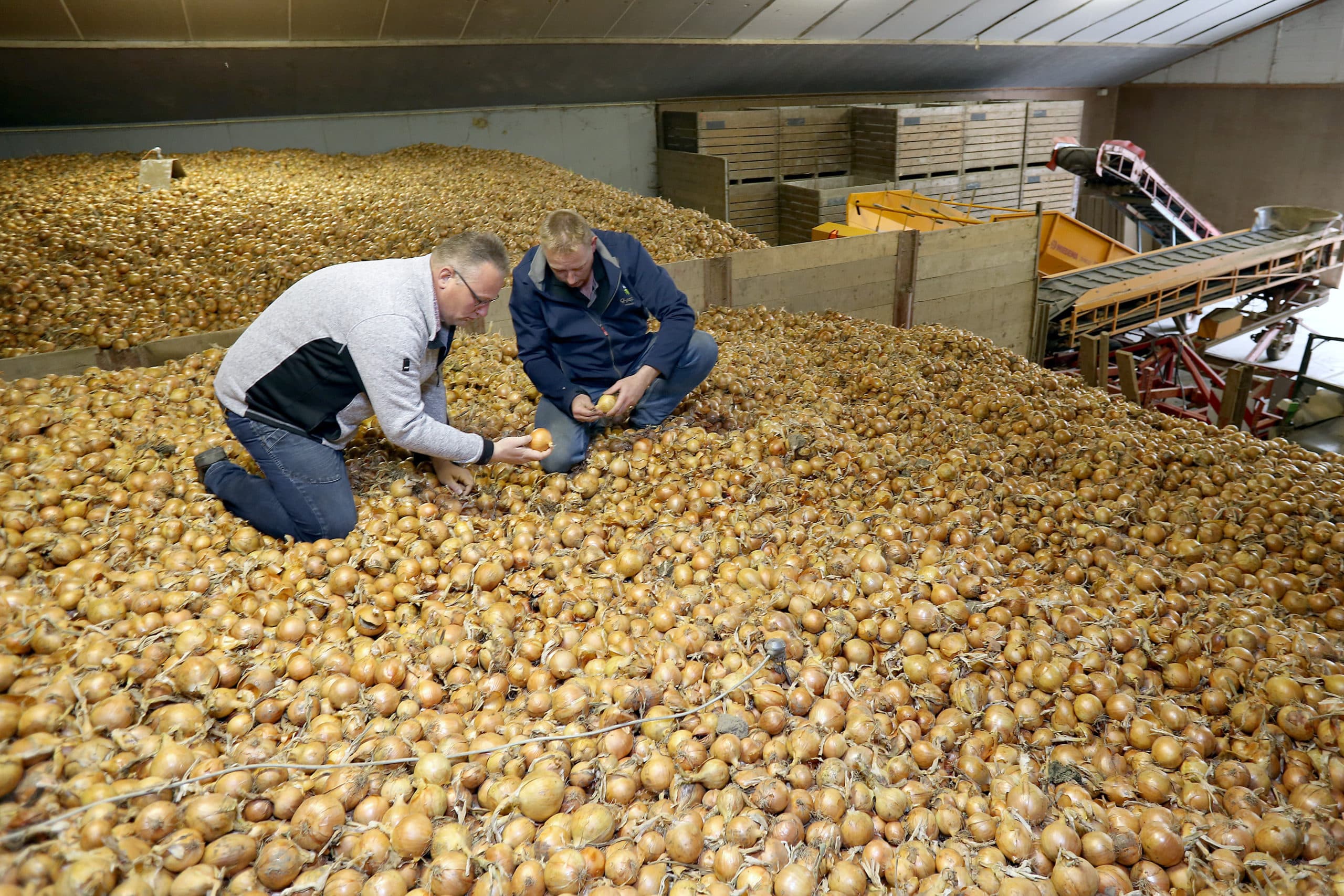 Maarten van Hoeve bekijkt samen met commissionair Kees Zandijk (links) de uien in zijn schuur. De kwaliteit is medio mei nog steeds goed. Foto: Ton Kastermans