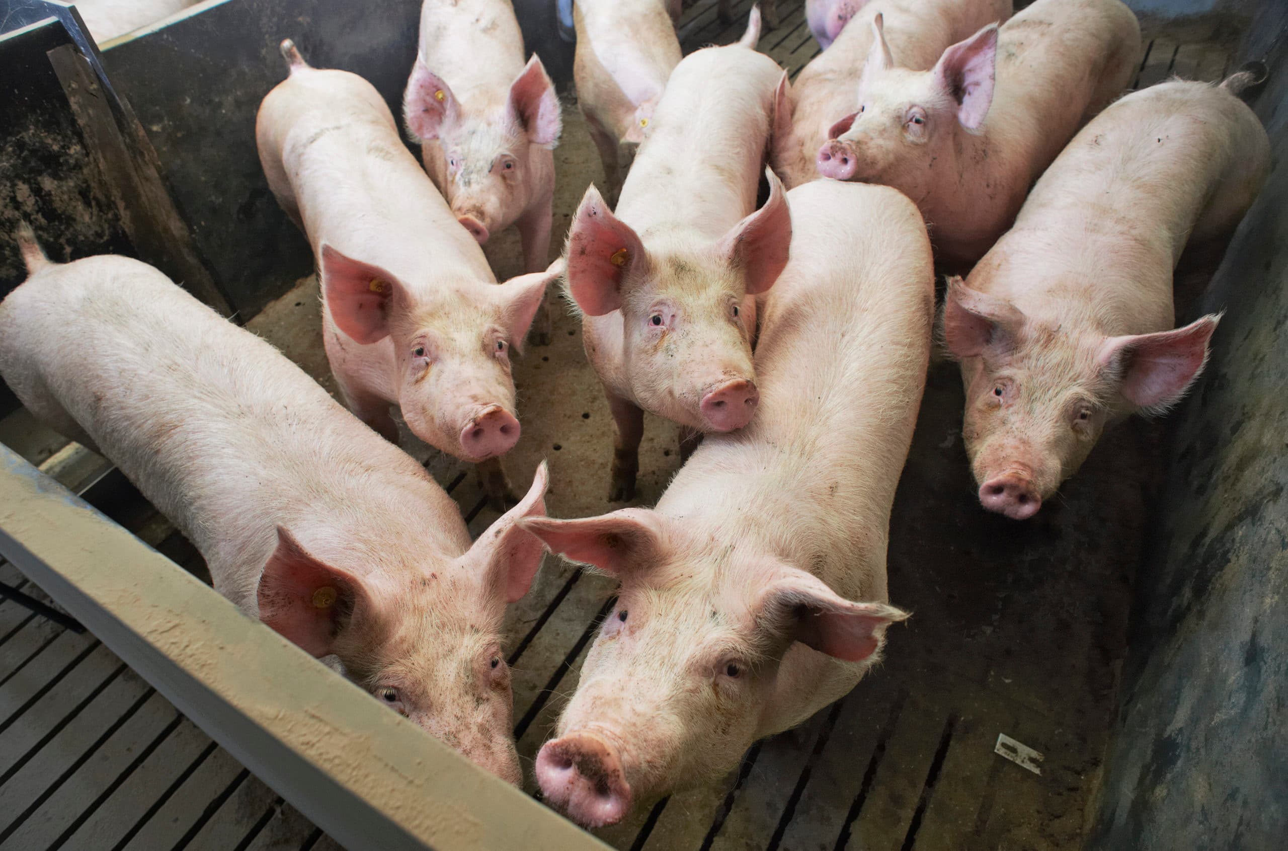 Vleesvarkens. De PvdA in de Tweede Kamer steunt een motie voor een plan van aanpak om de veestapel in Nederland te reduceren. - Foto: Van Assendelft Fotografie