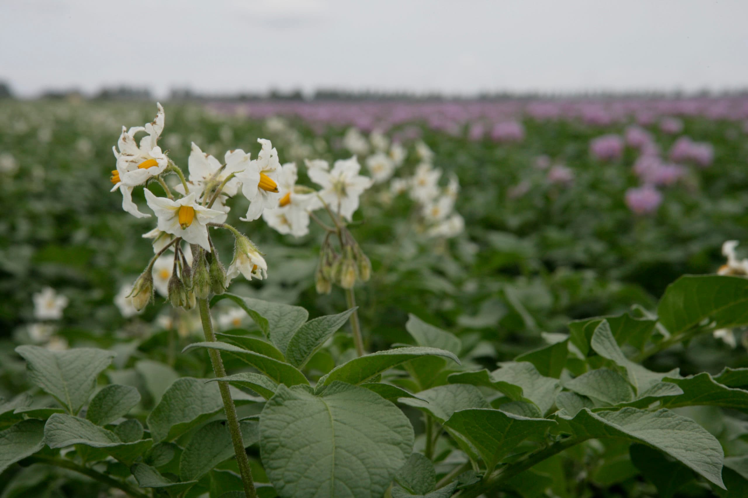 Bloeiend aardappelgewas. - Foto: Jan Willem Schouten
