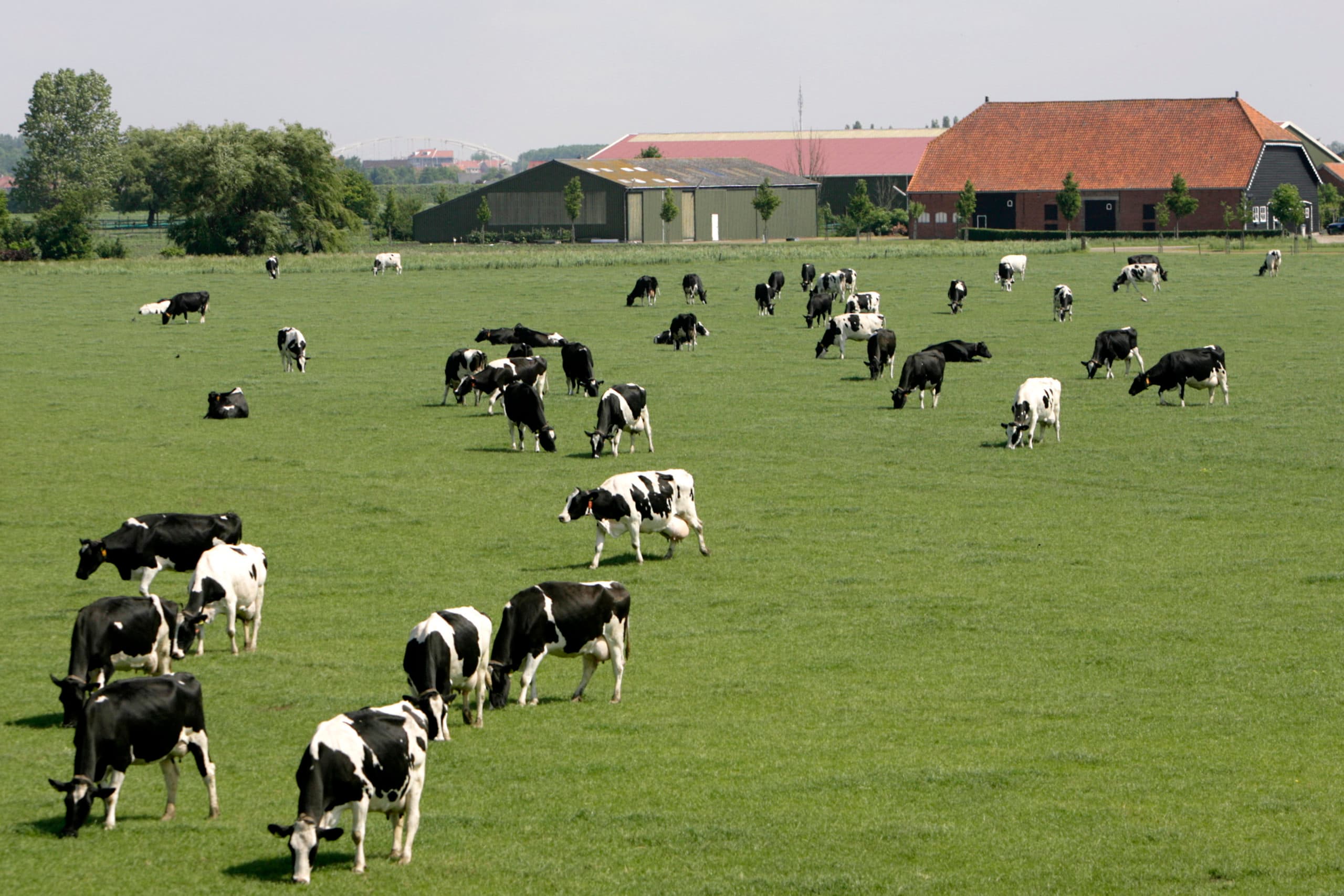 Foto: Peter Roek