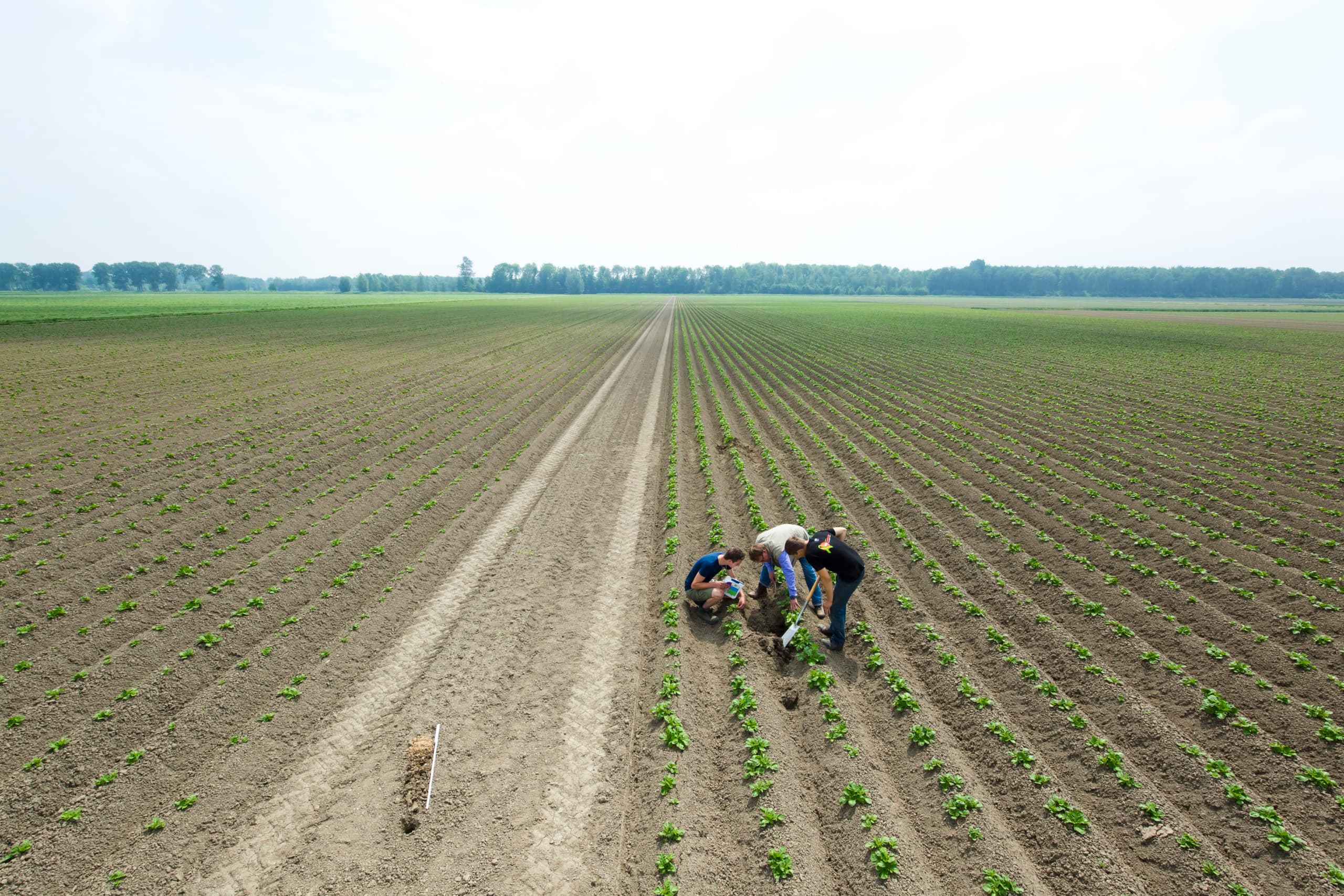 Aardappelopkomst, vorig jaar. - Foto: Ruud Ploeg