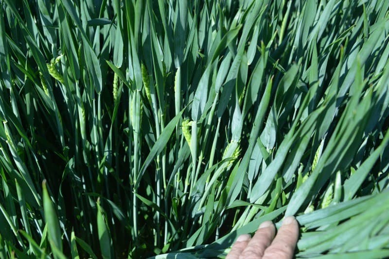 Foto: Sytze Bakker