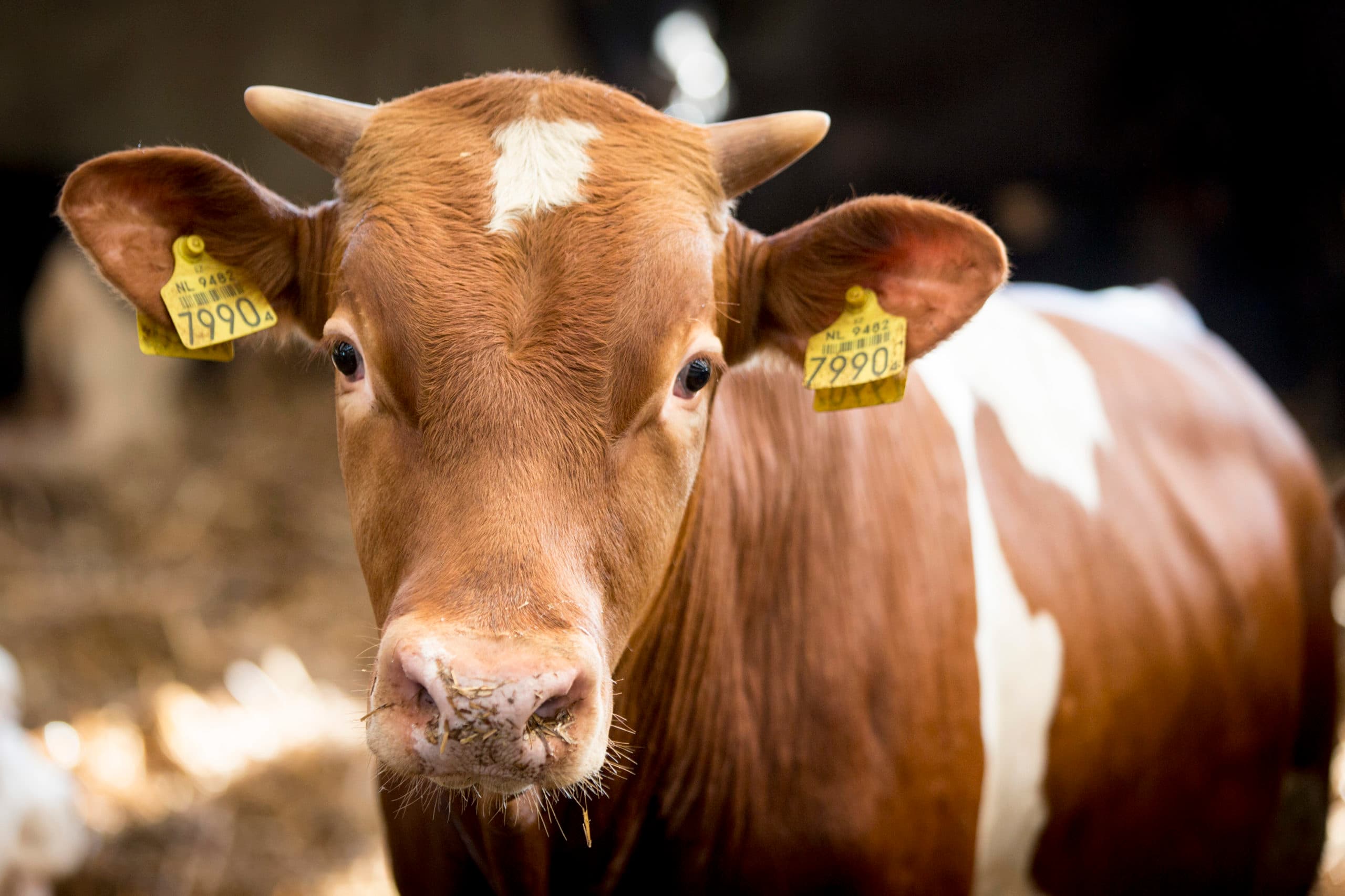 Foto: Koos Groenewold