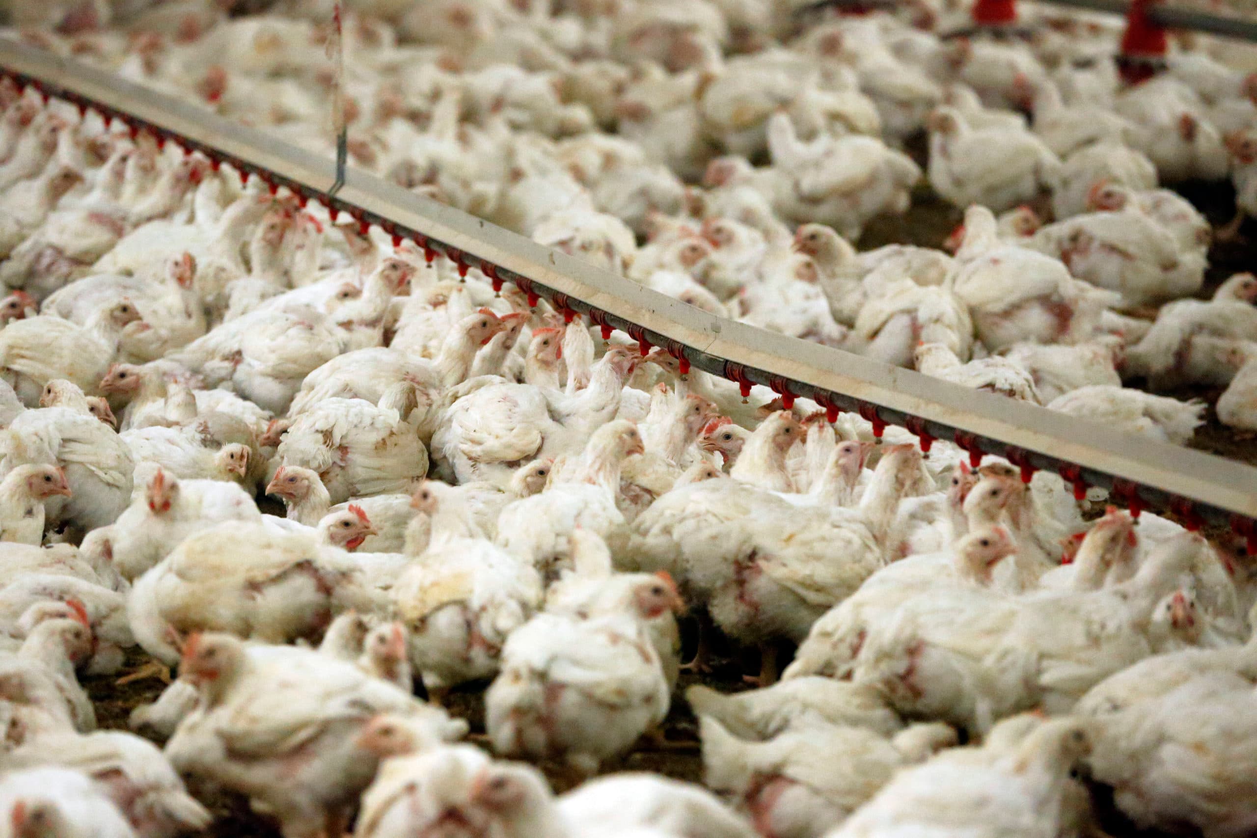 Grootschalige pluimveevleesproductie. Volgens de auteurs vormt grootschalige industriële veehouderij een bedreiging.