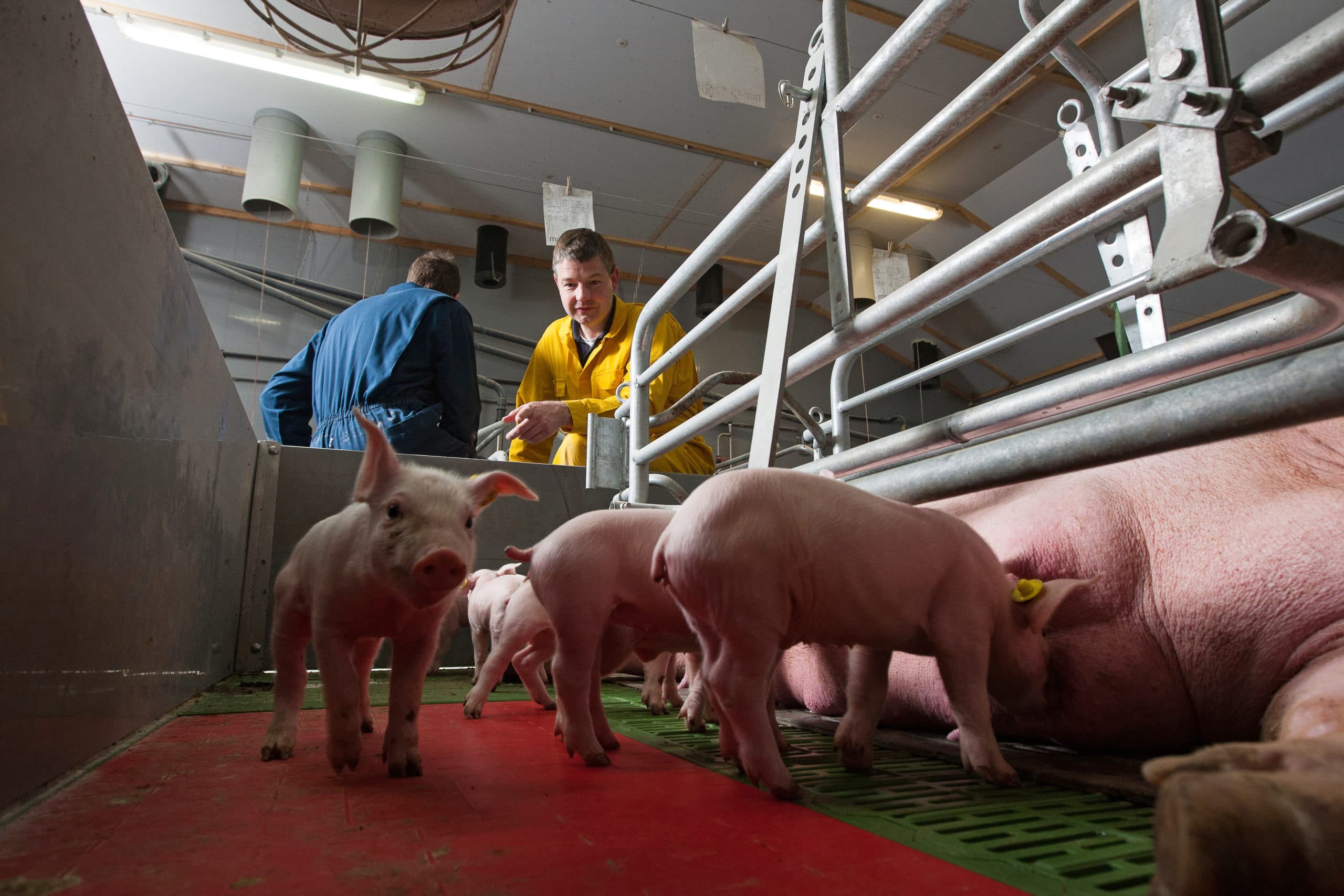 Biggen grootbrengen zonder antibiotica te gebruiken is voor elke boer en dierenarts een belangrijk thema. - Foto: Ronald Hissink