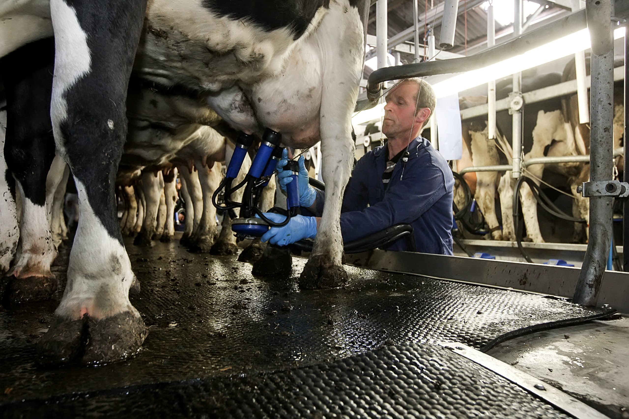 Vooral in de eerste helft van 2016 was melken niet echt een pretje. In de tweede helft van het jaar volgde een flink herstel van de melkprijzen