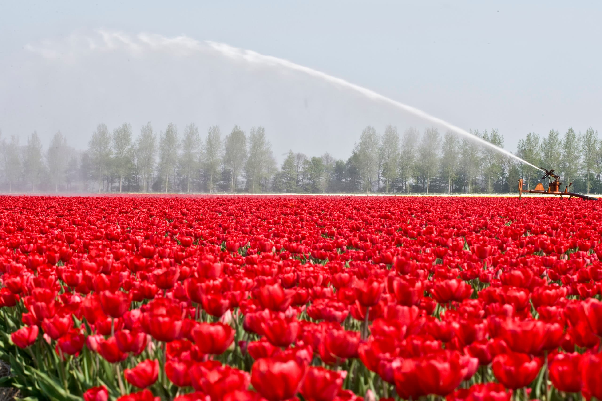 Beschermde Nederlandse sierteelt wordt illegaal vermeerderd in China. - Foto: Koos Groenewold