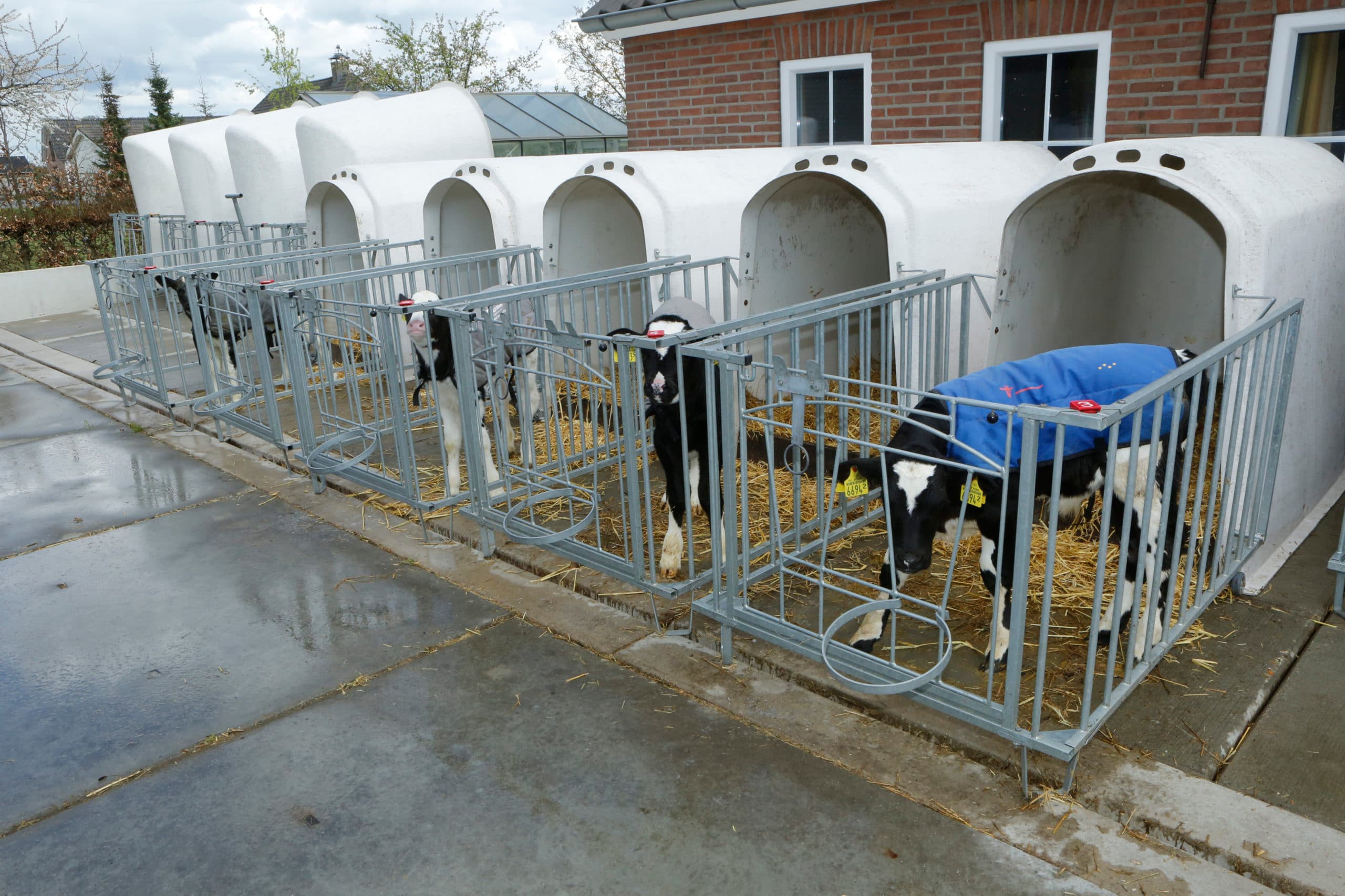 De eenlingboxen in de jongveestal zijn ingeruild voor iglo's. Makkelijker schoon te maken en geen contact met oudere dieren meer. - Foto: Henk Riswick