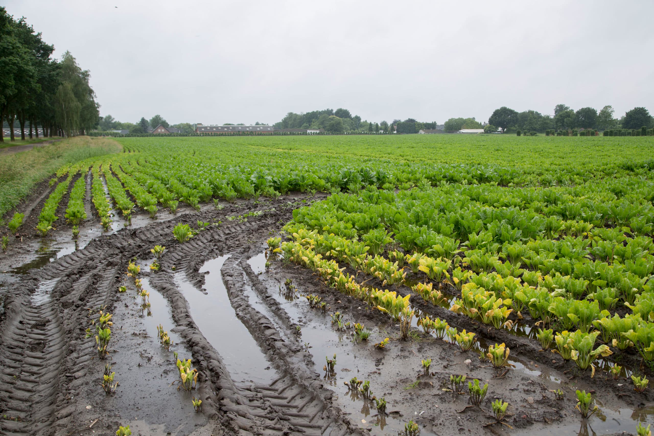 Foto: Jan Willem Schouten