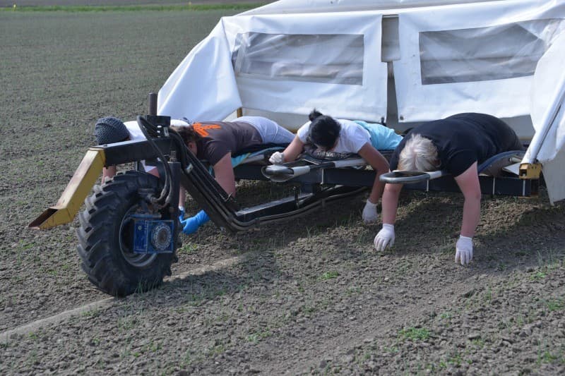 Van den Dries teelt zo n 40 hectare uien. De onkruidbestrijding is tot nu toe goed geslaagd. Ondanks de droogte zijn de uien goed opgekomen en staan ze er mooi bij.
