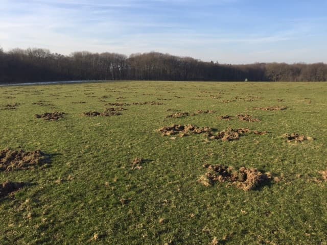De schade aan het 12 hectare omgewoelde grasland bedroeg in 2016 ruim ¬ 10.000. Lambie diende deze wildschade in bij de provincie. Hij krijgt slechts ¬ 7.000 vergoed. Dit voorjaar is het alweer prijs. Wederom is 12 hectare grasland omgewoeld. De schade dit jaar schat Lambie tot nu toe al op minimaal ¬ 12.000.