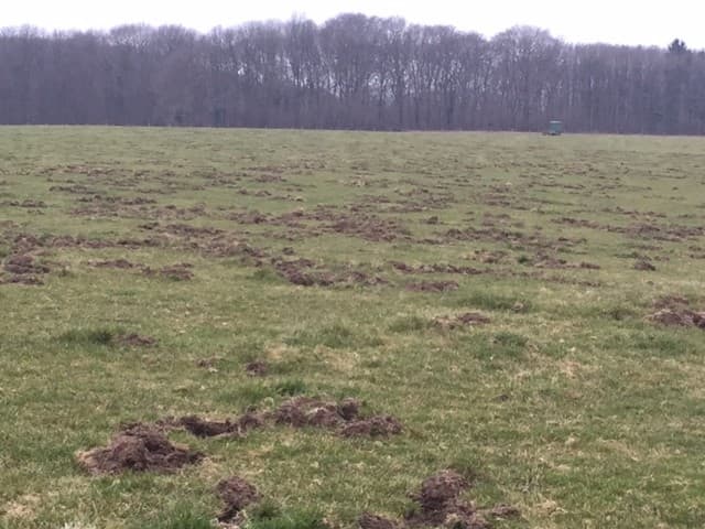 De enige effectieve oplossing is volgens Lambie dat de jagers veel frequenter en in een groter gebied mogen afschieten. De jagers willen dat wel, maar van Staatsbosbeheer mogen ze niet in het Savelsbos schieten. En daar houden ze zich juist schuil in de vele braamstruiken en andere begroeiing.