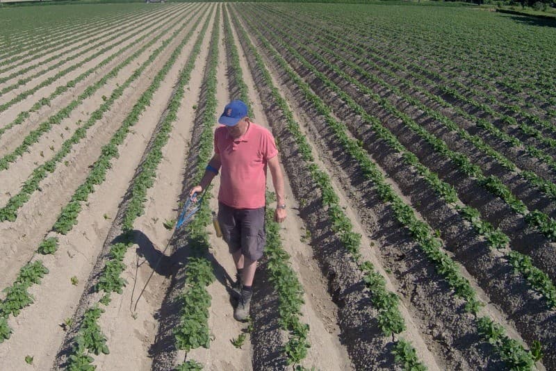 Bij biologisch akkerbouwbedrijf Poppe in Nagele maken 26 personen op zes wiedkarren een perceel zaaiuien van 13 hectare onkruidvrij. - Foto's: Sytze Bakker