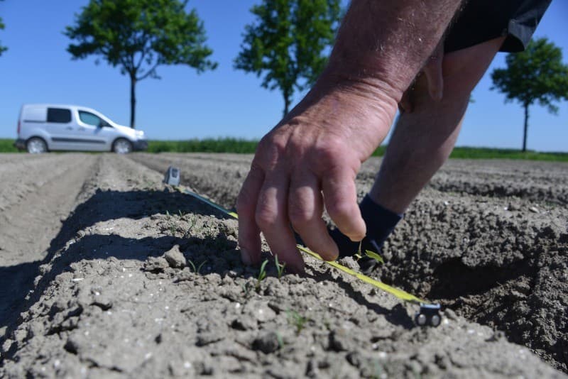 Pootaardappelteler Hagenvoort in Bant geeft een perceel pootaardappelen bij Nagele 15 millimeter water, vooral om schurft te voorkomen.