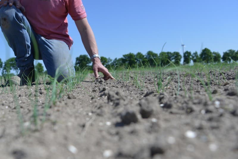Henk Munsterman in Emmeloord kan eigenlijk voor zijn peen wel wat water gebruiken, er moeten nog wat planten bij komen.