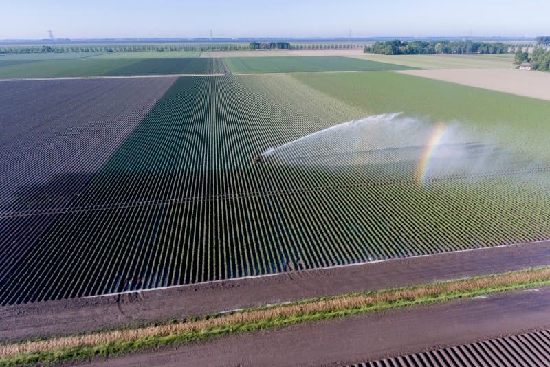 Jan Hendrik en Anton Krops uit Nagele bekijken hun perceel Diamant-pootaardappelen. Deze hebben nog geen last van de droogte.