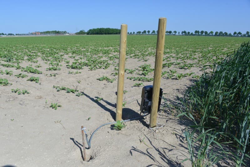 Onder in de rug is de grond nog vochtig. De beworteling ziet er bijzonder goed uit, de knolzetting is nog niet begonnen. Krops wacht de buien nog even af, voor ze gaan beregenen.