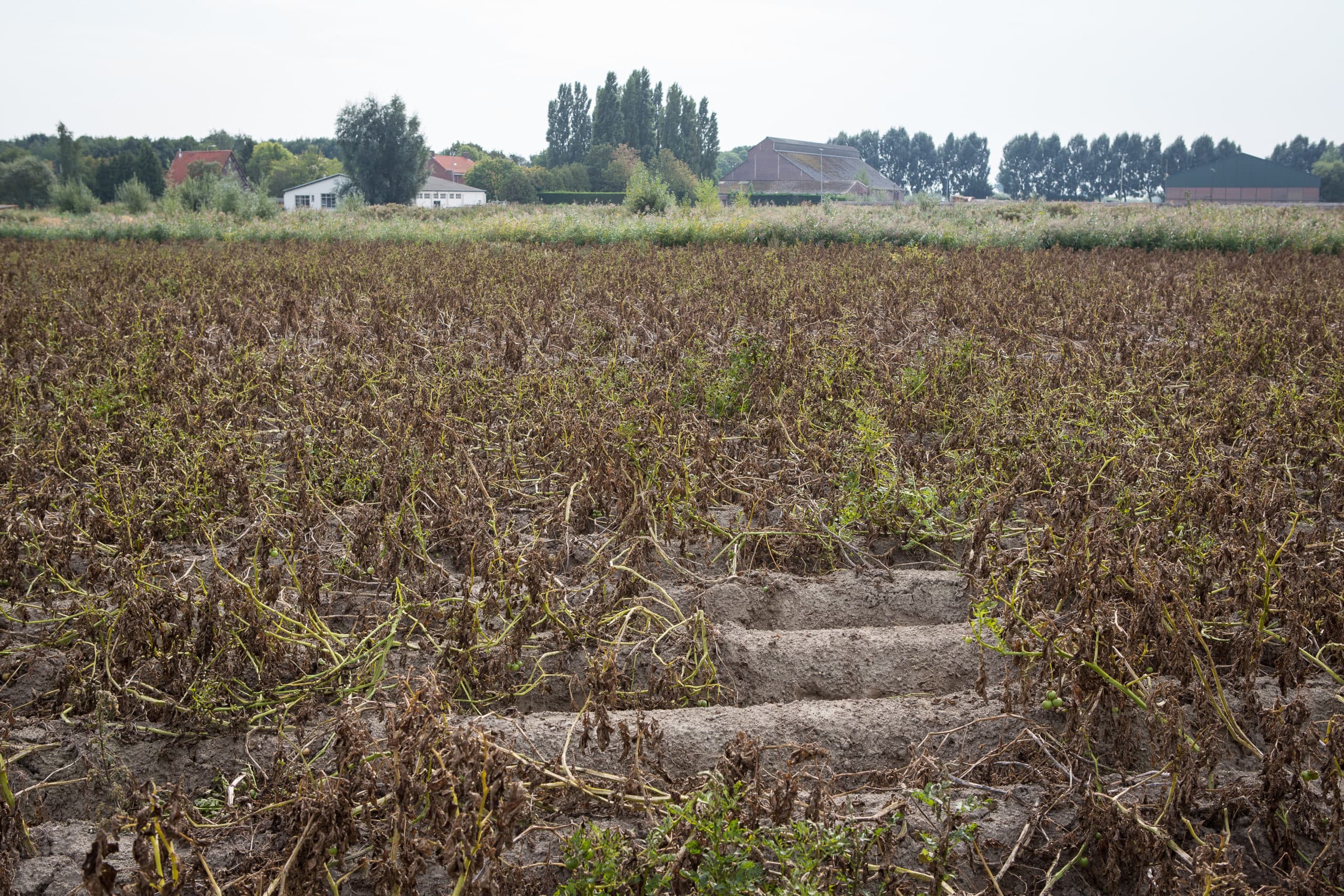 Foto: Peter Roek