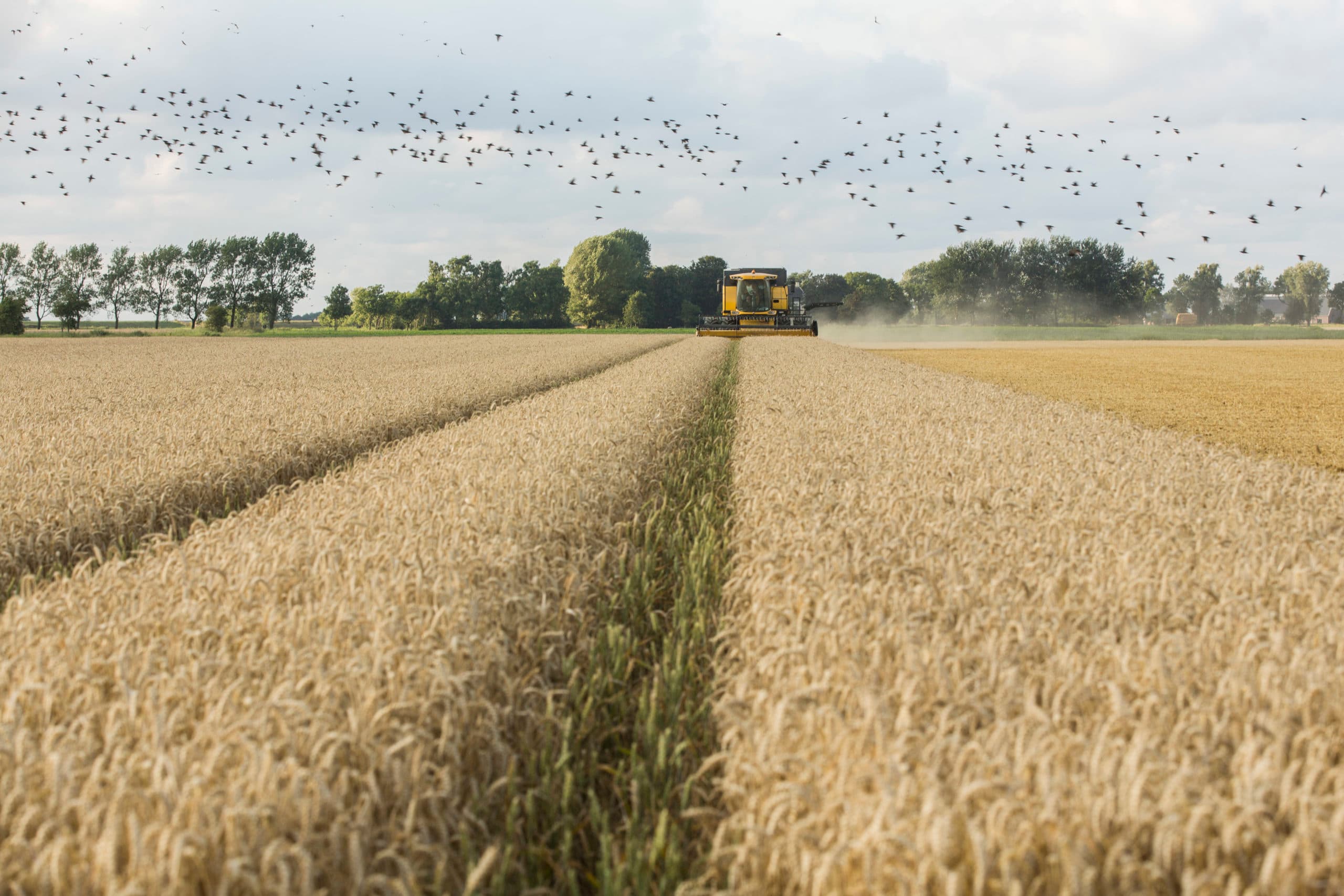 Foto: Koos Groenewold