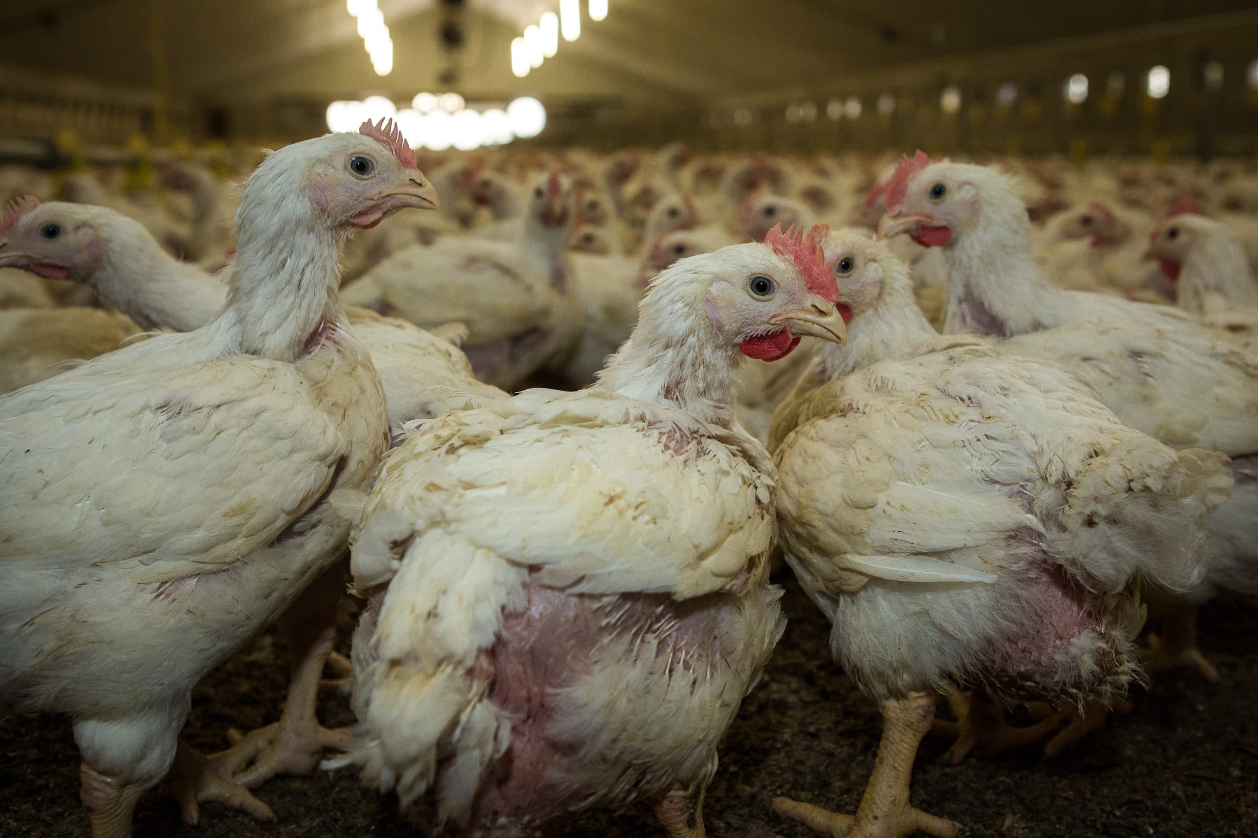 Pluimvee op pluimveebedrijf in Brabant. Nederland heeft in de wereld een koppositie qua pluimveehouderij en dierenwelzijn. - Foto: Peter Roek