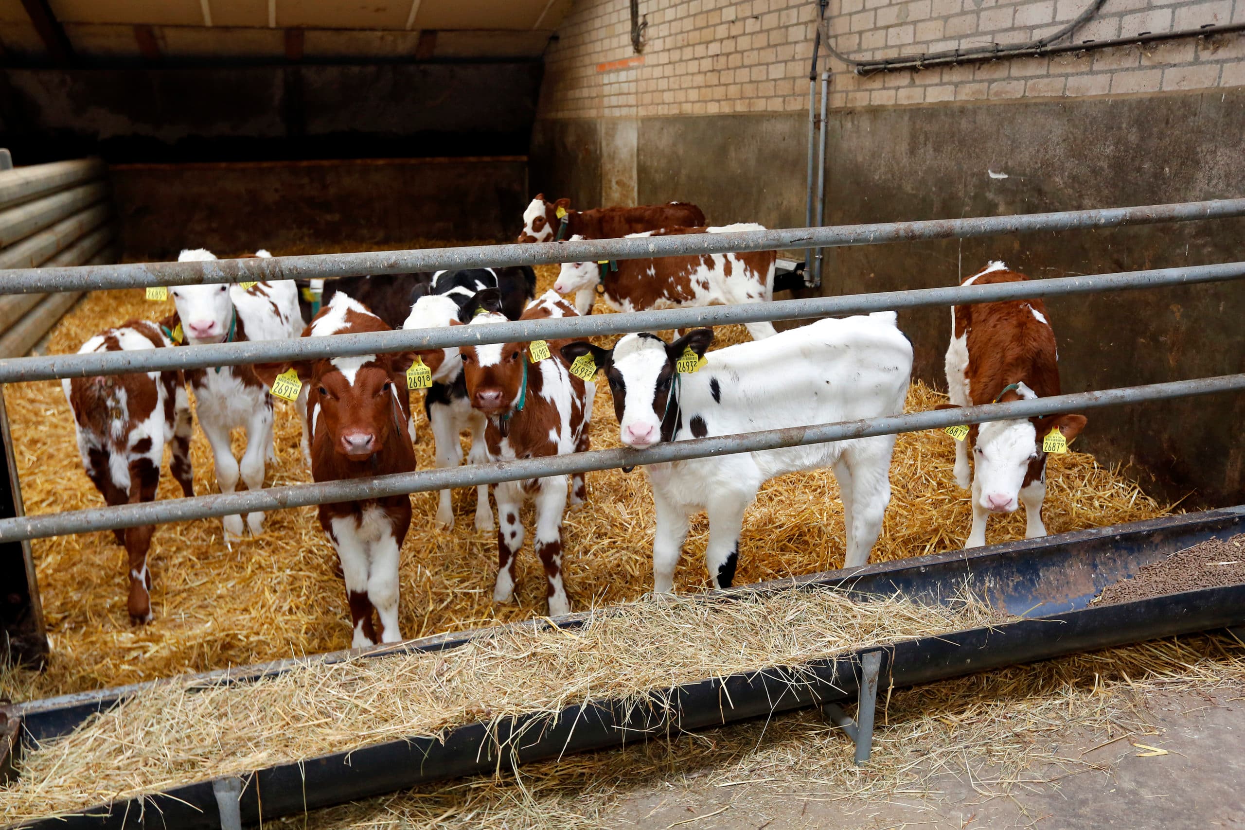 Verschillende kruislingkalveren uit Procross (Montbéliarde x Viking Red x Holstein) - Foto: Henk Riswick