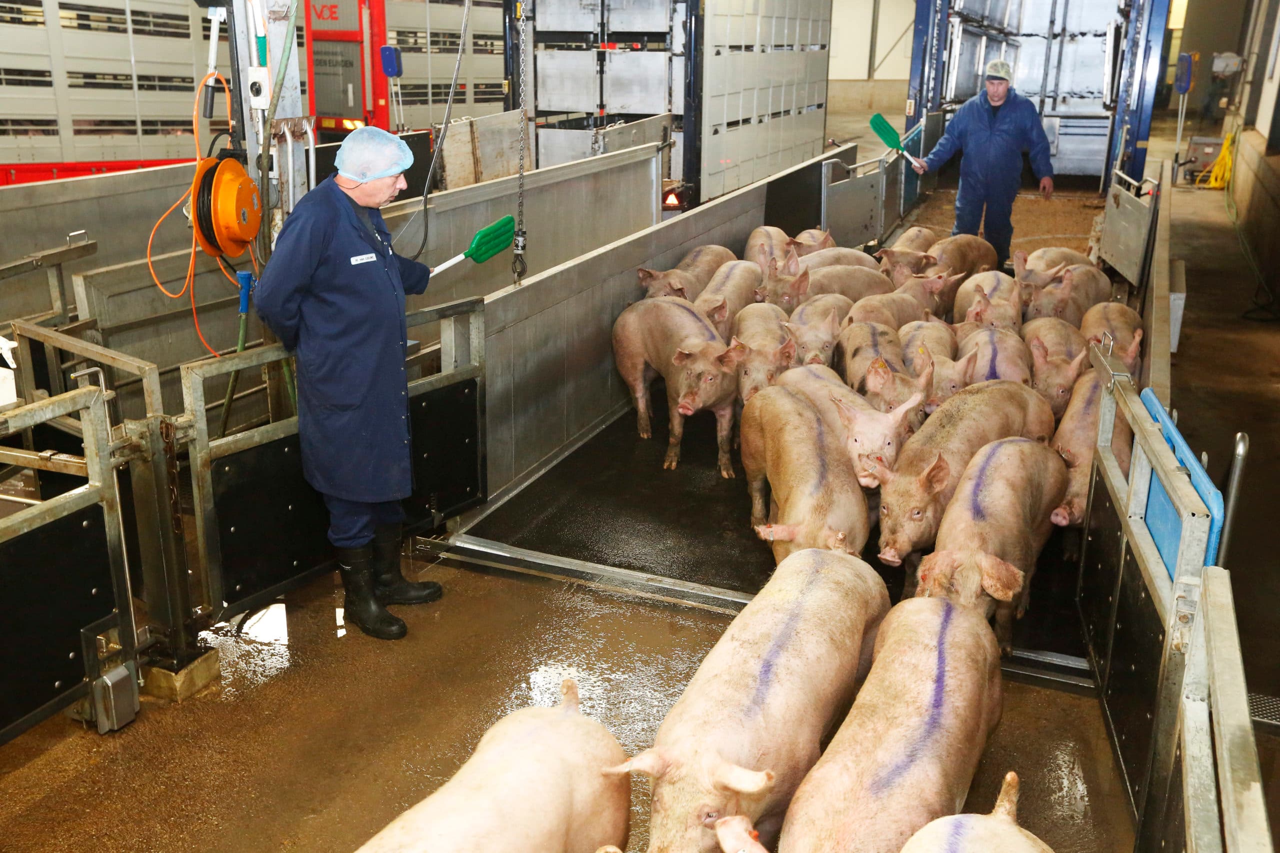De varkensaanvoer bij slachterij Compaxo. Slachterijen willen hun aanvoer graag meer stroomlijnen