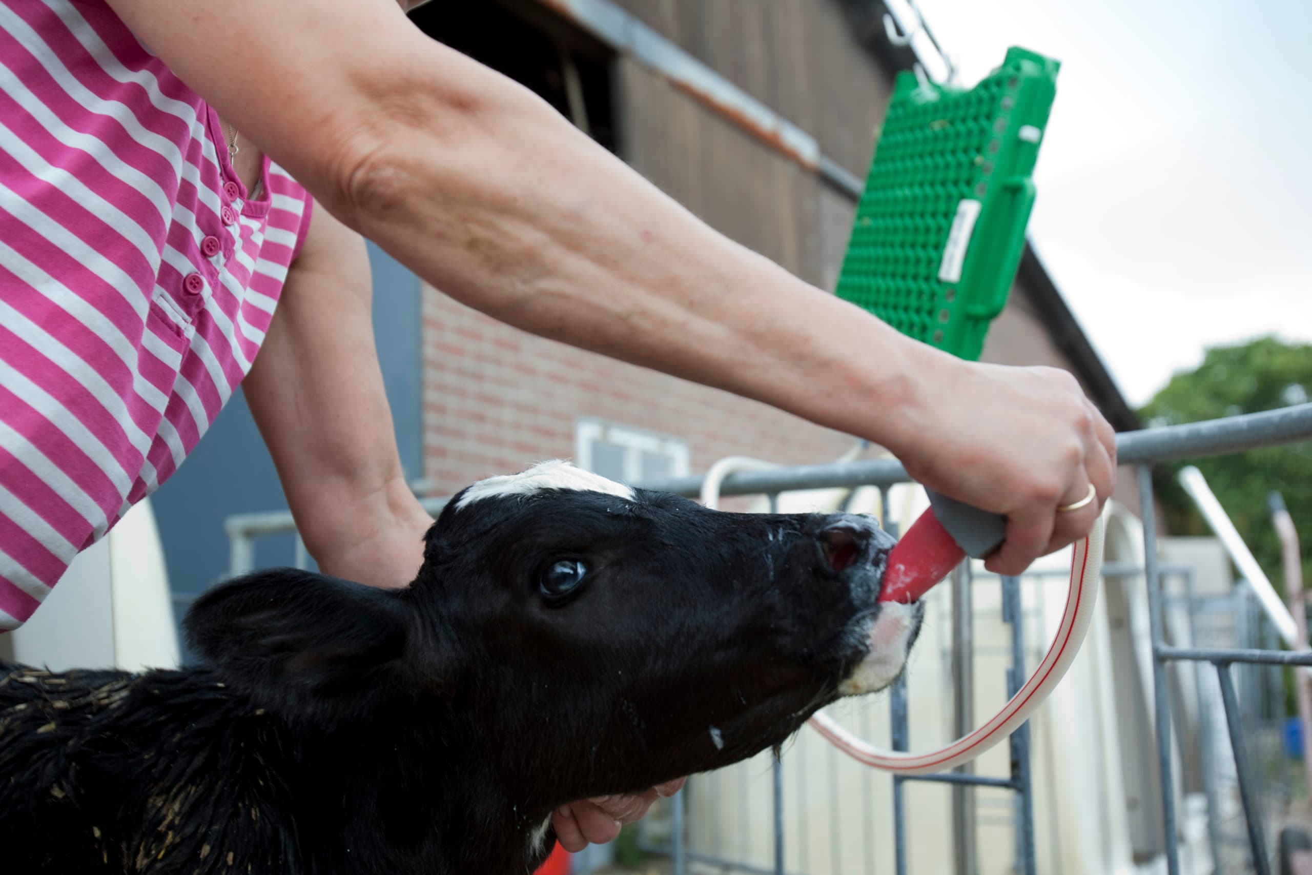 Biest heeft een hoog kiemgetal, blijkt uit onderzoek van Vetvice. Pasteuriseren met de coloQuick maakt deze biest weer bruikbaar. Foto: Jan Willem van Vliet