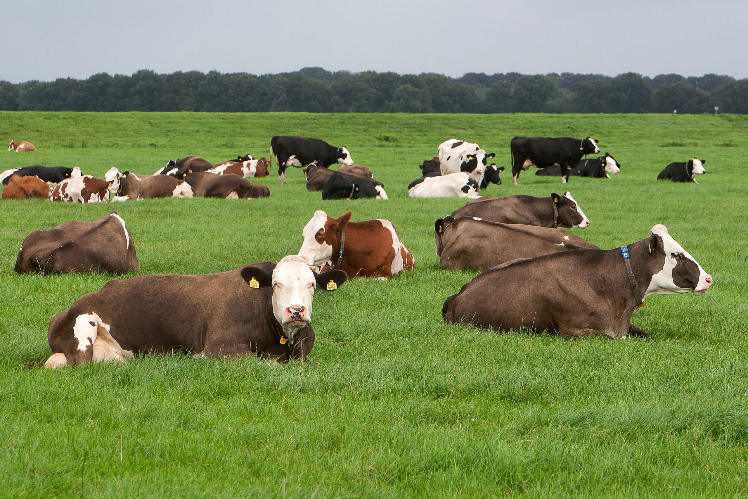 Deze melkkoeien komen uit een kruising Fleckvieh x Scandinavisch roodbont. - Foto: Ronald Hissink