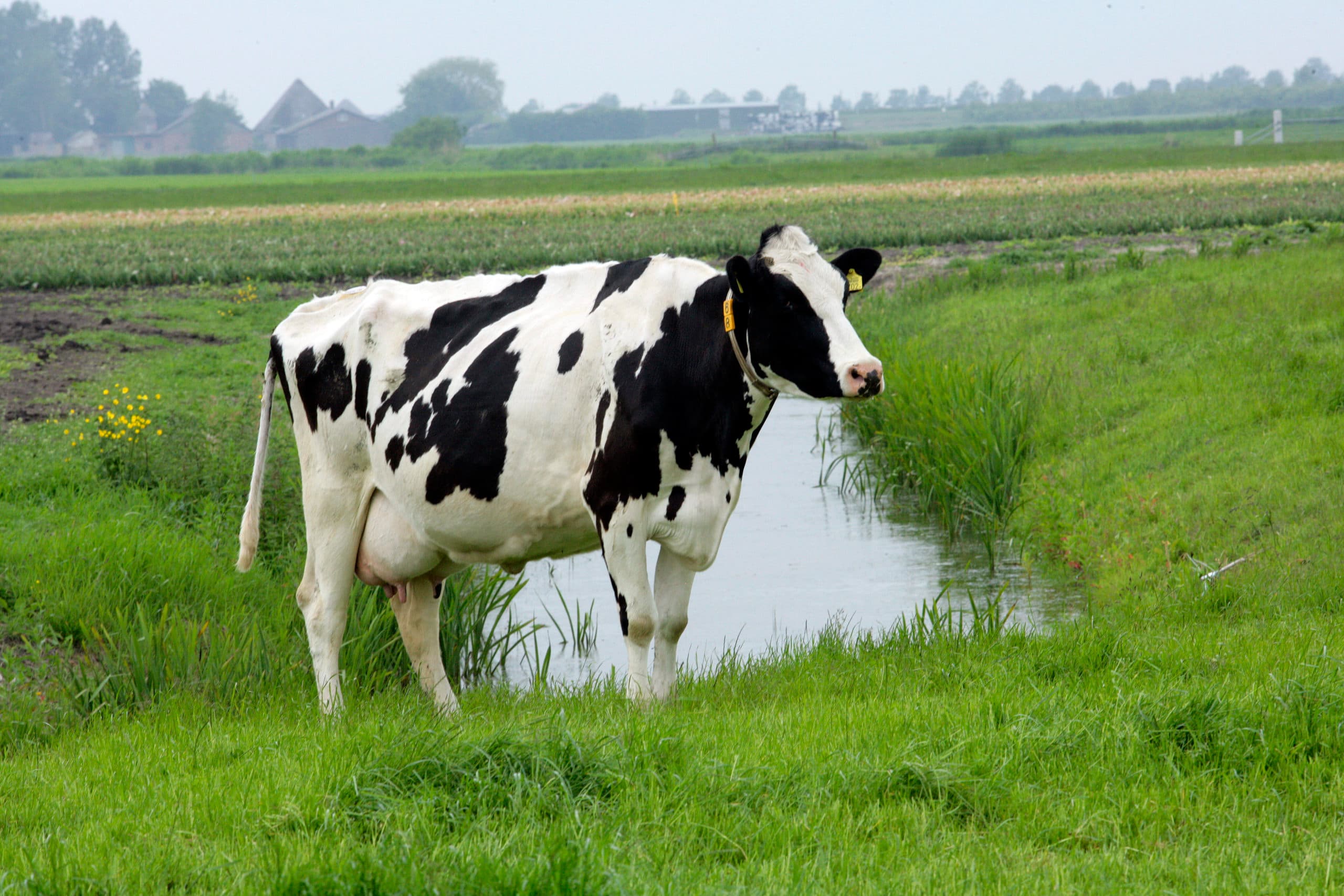Foto: Henk Riswick