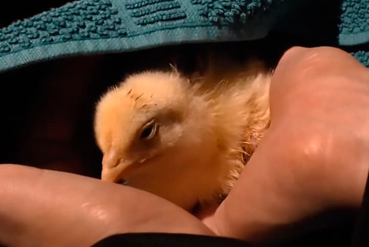 Screenshot van video: www.animalequality.net