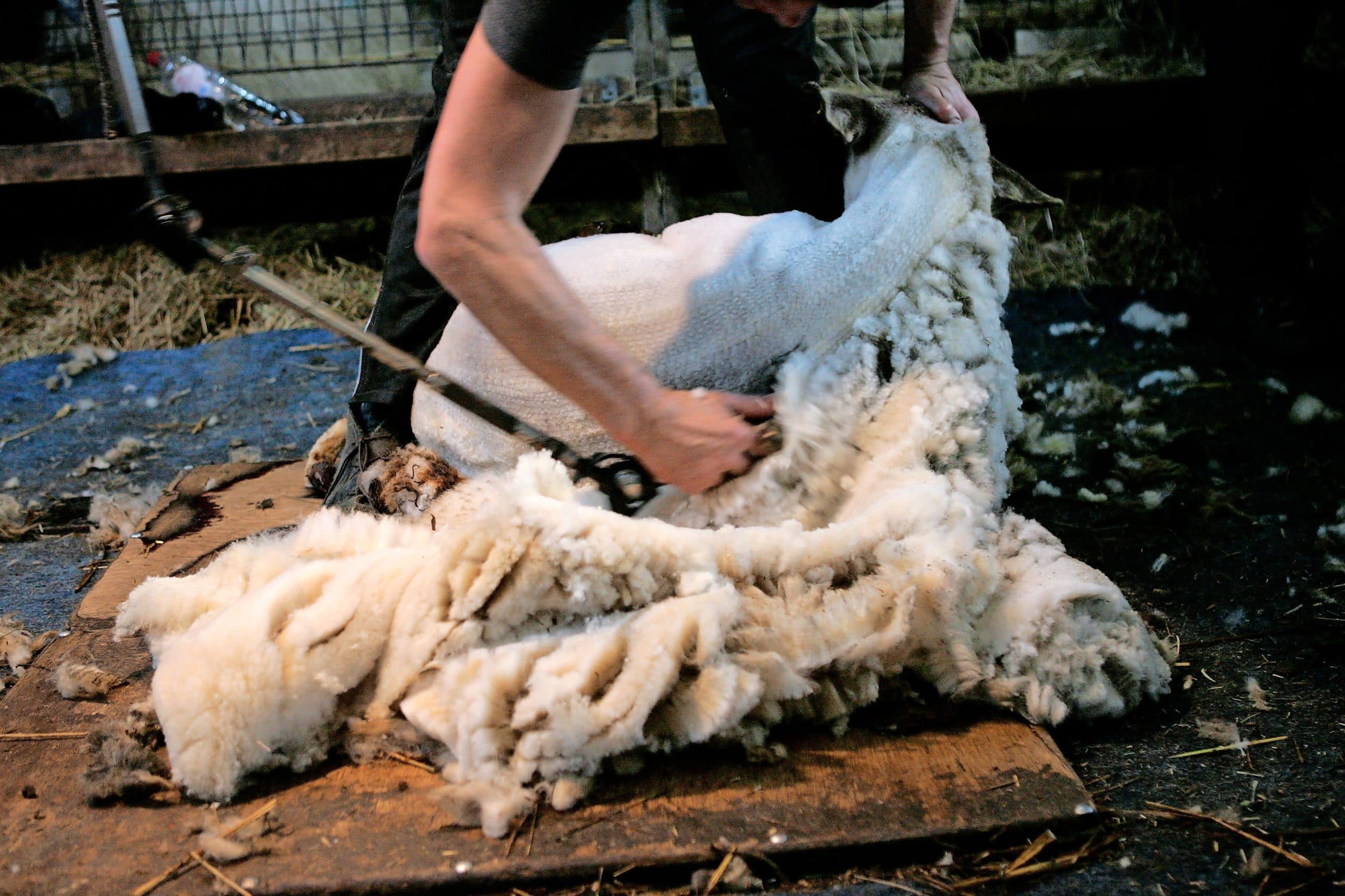 Schapenhouders en wolproducenten zoeken oplossingen voor drugsgebruik onder schapenscheerders. - Foto: ANP