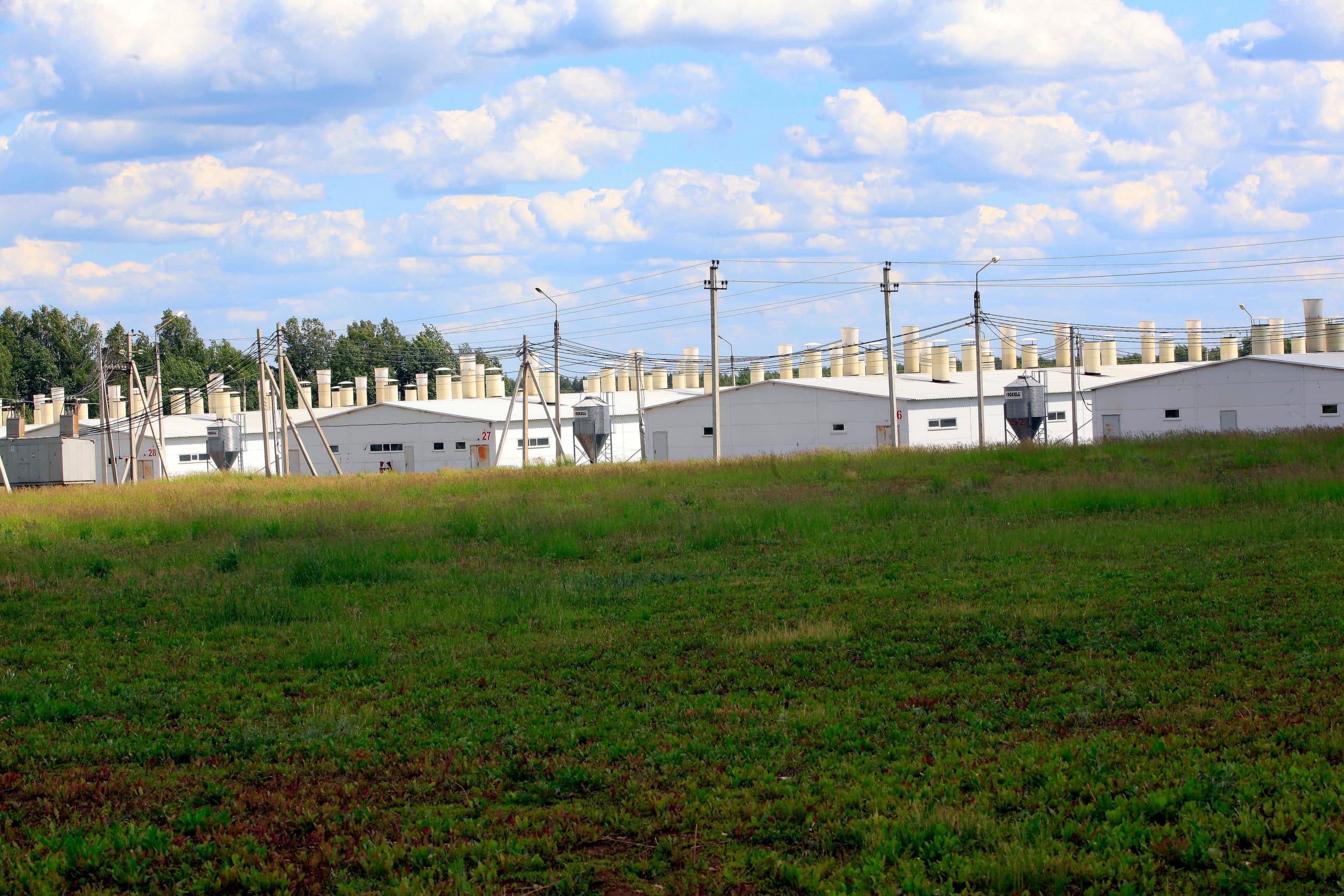 Varkensbedrijf in de Russische republiek Tatarstan. De Russische varkensvleesindustrie heeft een moeizaam jaar achter de rug. Foto: Henk Riswick