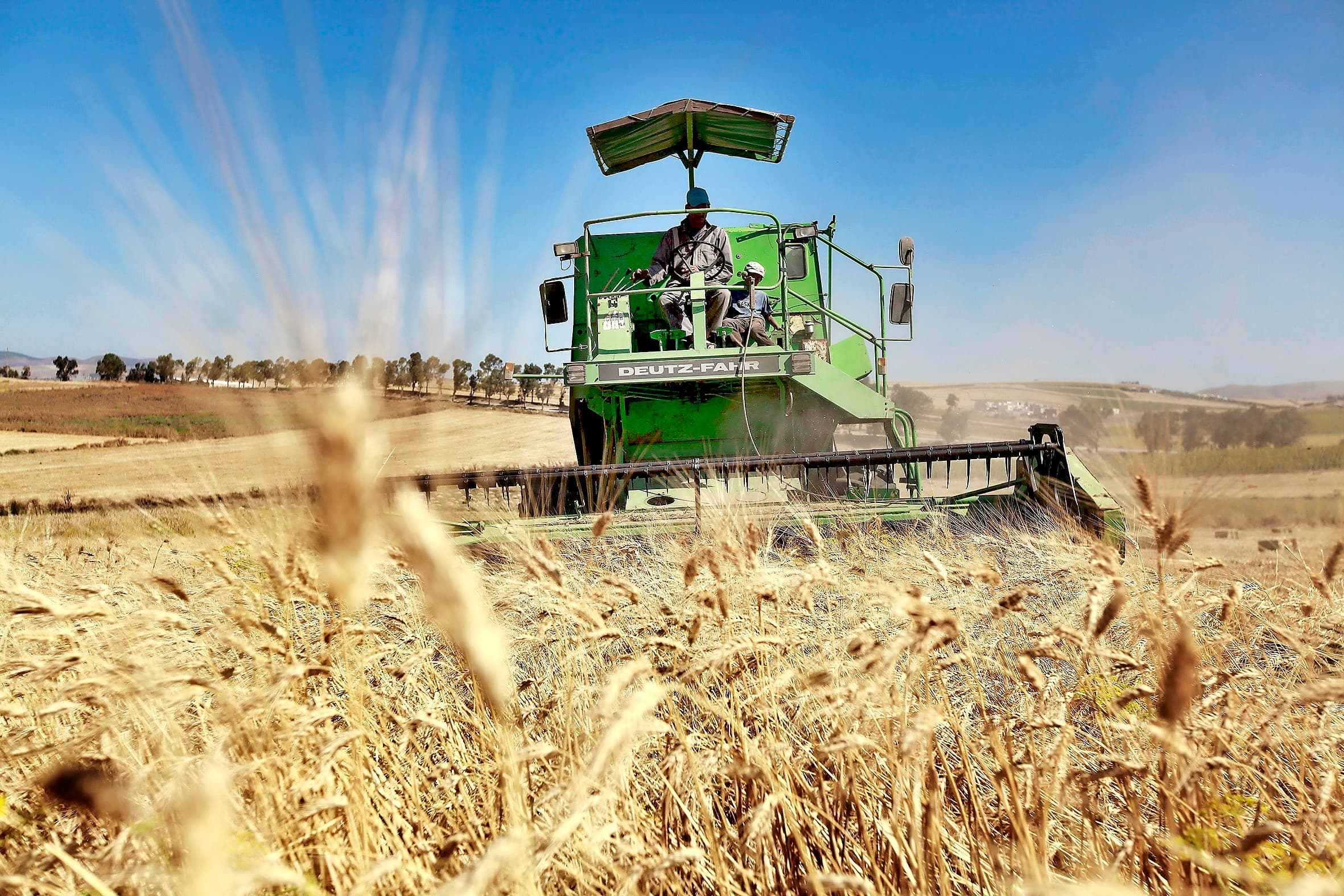 Een akkerbouwer in Tunesië oogst zijn tarwe. Het land verwacht een veel grotere oogst dan vorig jaar. - Foto: Reuters