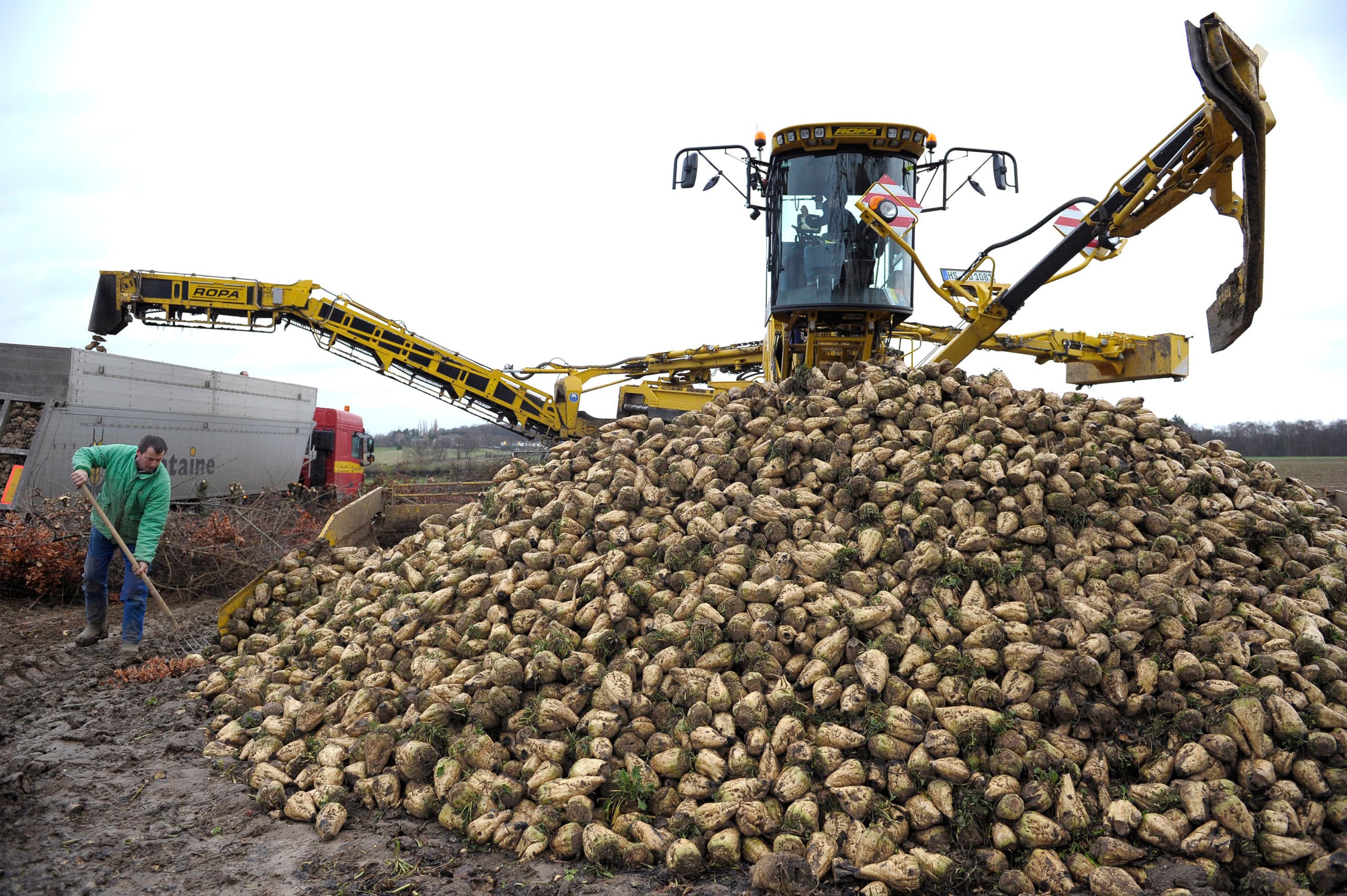 Suikerbieten laden in Zuid-Limburg. Wie veel oogst mag voortaan extra bemesten. - Foto: Marcel van Hoorn