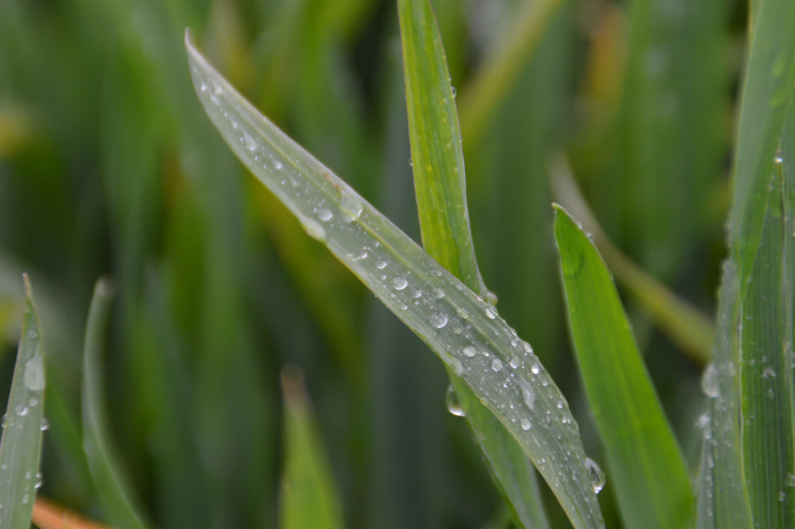 Foto: Bayer Cropscience
