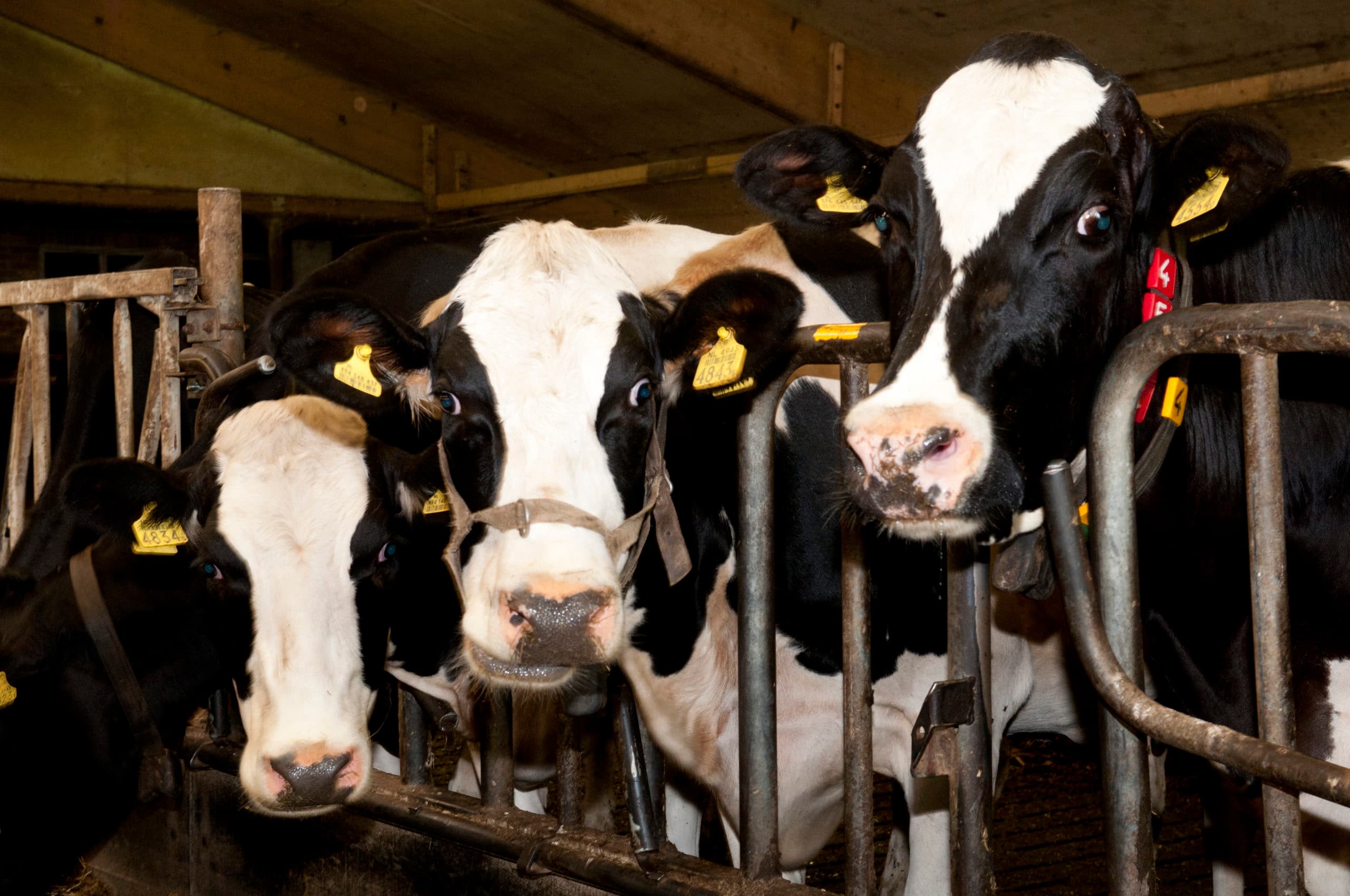 Melkkoeien op bedrijf dat uitbreidt. - Foto: Wick Natzijl